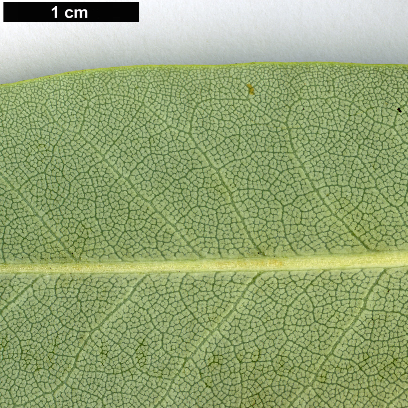 High resolution image: Family: Ericaceae - Genus: Rhododendron - Taxon: fortunei - SpeciesSub: subsp. discolor